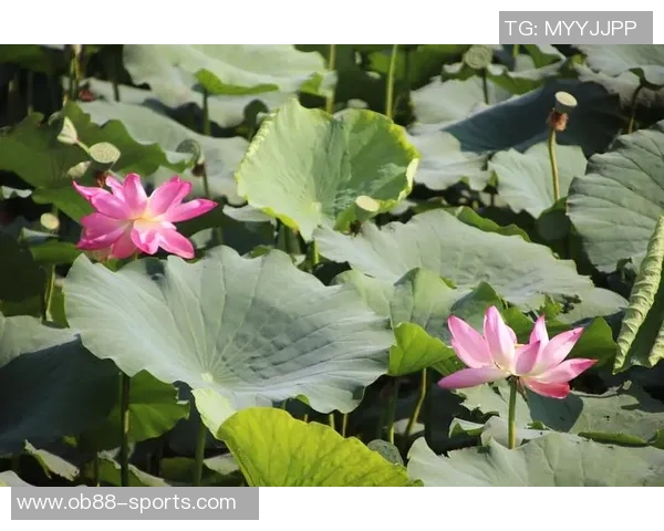 波津与追梦默契配合揭秘共同交手经历助力比赛理解与协作 波津与追梦默契配合揭秘共同交手经历助力比赛理解与协作